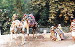 CAMELS IN DDEN WATERFALL AREA ENTRANCE