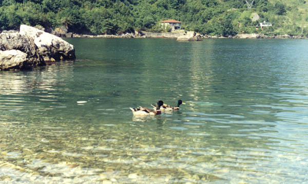 Gideros [ 13-7-2001 ]