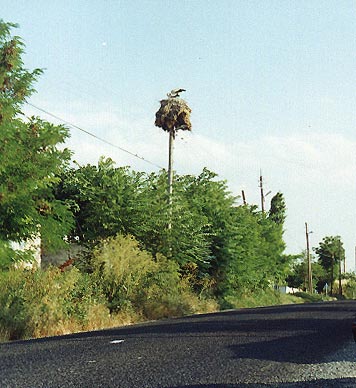 Igneada yolu �zerinde Hamzabey k�y� ve leylek (1-7-2000)